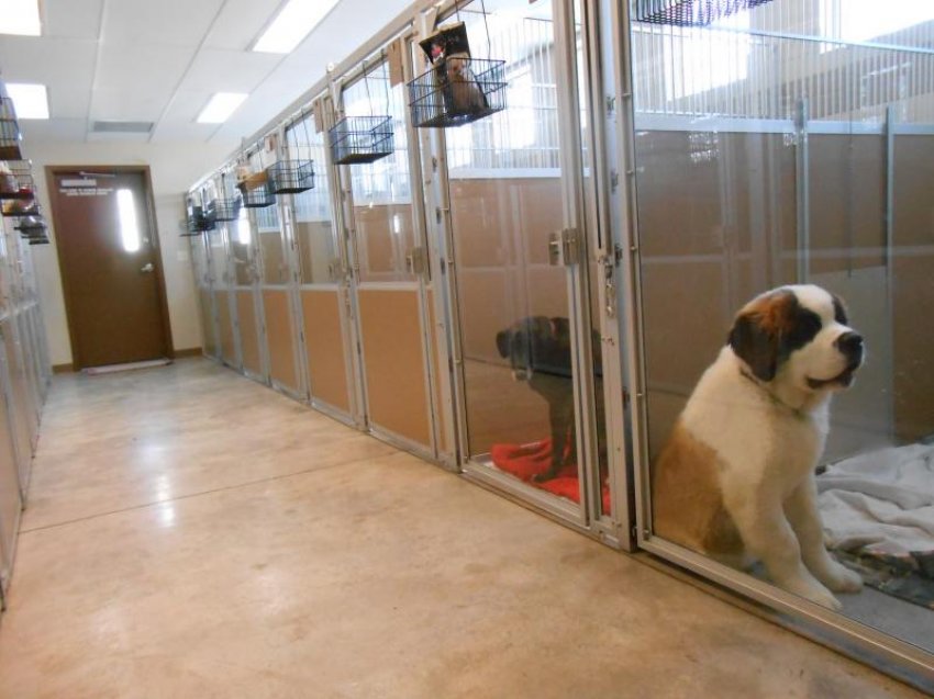 dog boarding kennels